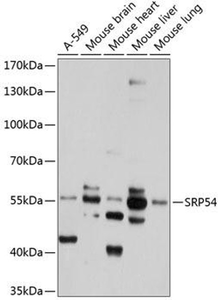 Cell Biology Antibodies 9 Anti-SRP54 Antibody CAB4126