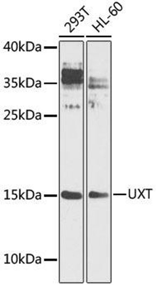 Cell Death Antibodies 2 Anti-UXT Antibody CAB4217