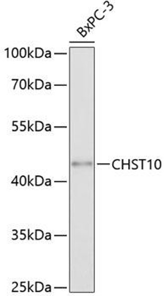 Metabolism Antibodies 2 Anti-CHST10 Antibody CAB4307