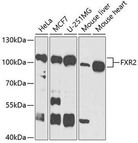 Cell Biology Antibodies 9 Anti-FXR2 Antibody CAB4313