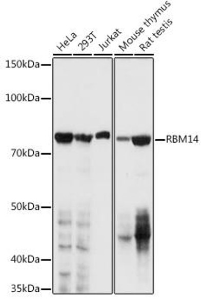 Immunology Antibodies 2 Anti-RBM14 Antibody CAB4418