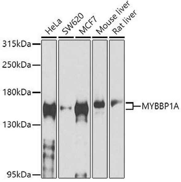 Cell Biology Antibodies 9 Anti-MYBBP1A Antibody CAB4429