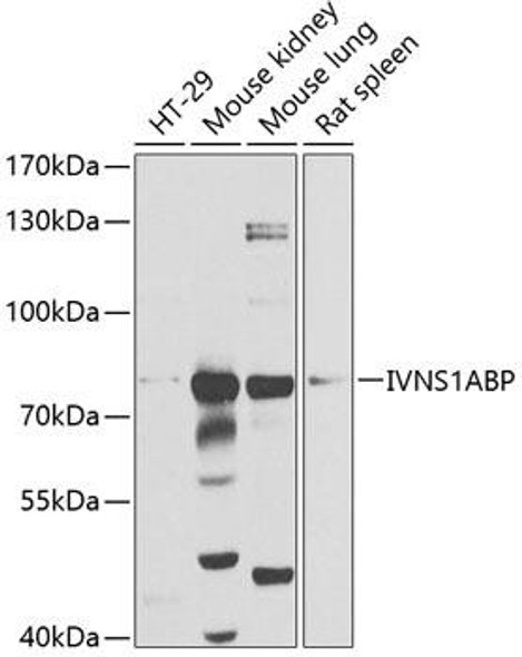 Immunology Antibodies 2 Anti-IVNS1ABP Antibody CAB4442