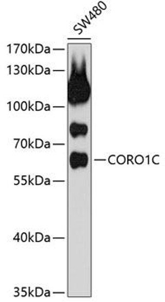 Cell Biology Antibodies 9 Anti-CORO1C Antibody CAB4568