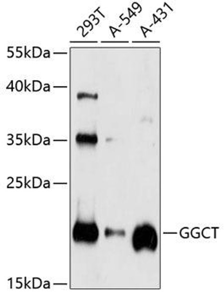 Cell Biology Antibodies 9 Anti-GGCT Antibody CAB4957