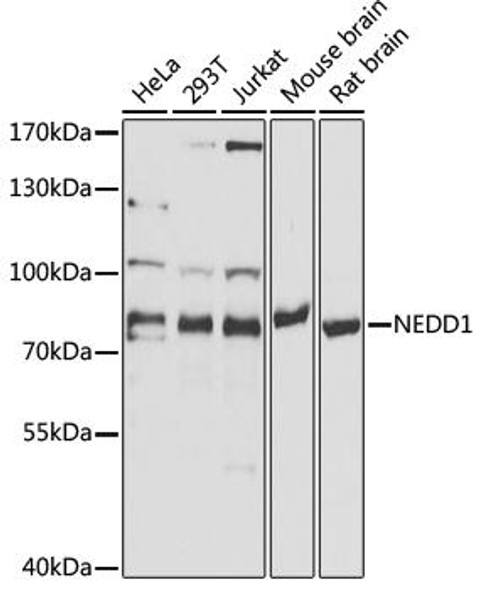 Cell Cycle Antibodies 1 Anti-NEDD1 Antibody CAB5128