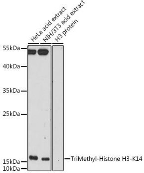 Epigenetics and Nuclear Signaling Antibodies 3 Anti-TriMethyl-Histone H3-K14 Antibody CAB5279