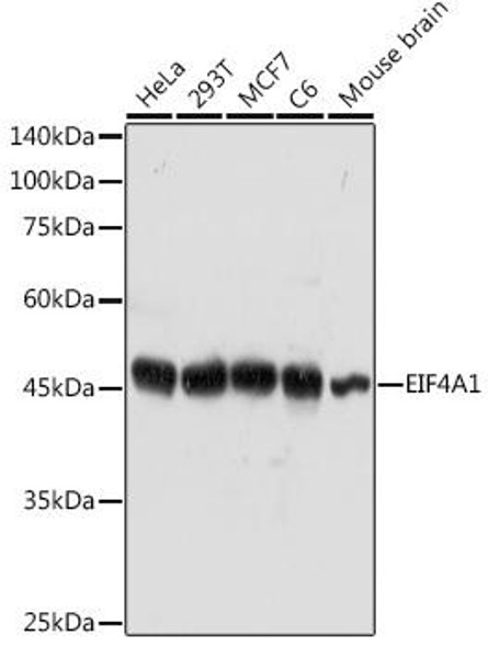 Immunology Antibodies 2 Anti-EIF4A1 Antibody CAB5294