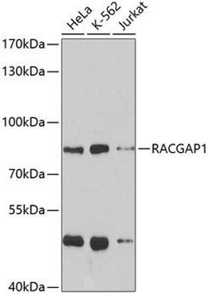 Cell Cycle Antibodies 1 Anti-RACGAP1 Antibody CAB5298