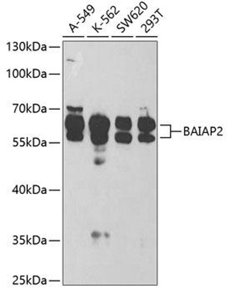 Cell Biology Antibodies 9 Anti-BAIAP2 Antibody CAB5337