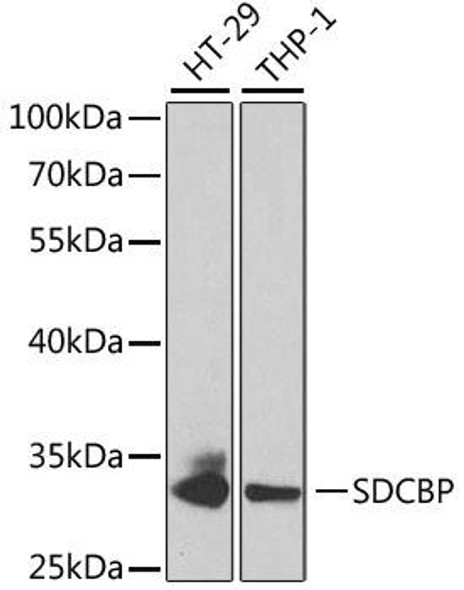 Cell Biology Antibodies 9 Anti-SDCBP Antibody CAB5360