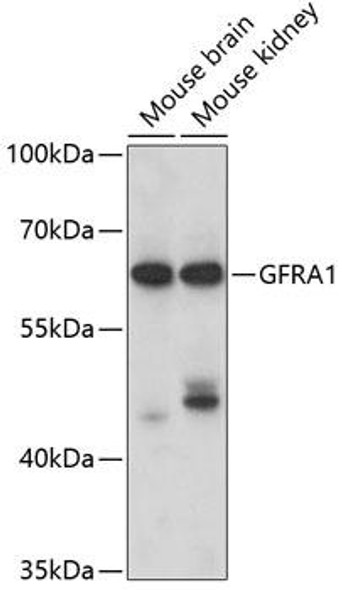 Cell Biology Antibodies 9 Anti-GFRA1 Antibody CAB5373