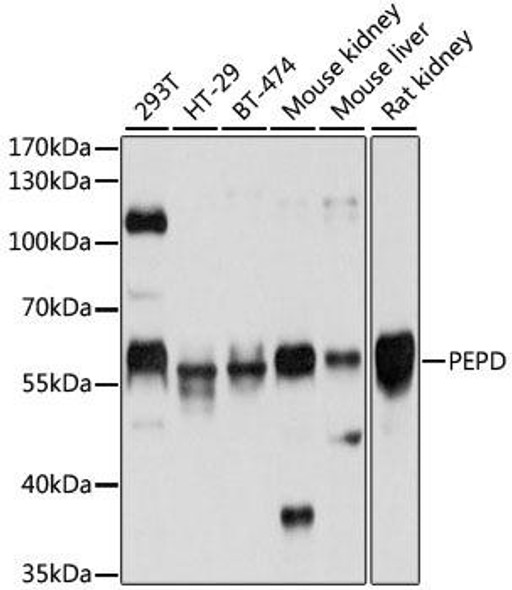 Cell Biology Antibodies 9 Anti-PEPD Antibody CAB5416