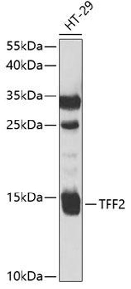 Cell Biology Antibodies 9 Anti-TFF2 Antibody CAB5423