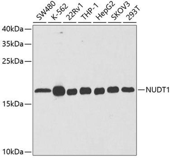 Cell Biology Antibodies 9 Anti-NUDT1 Antibody CAB5474