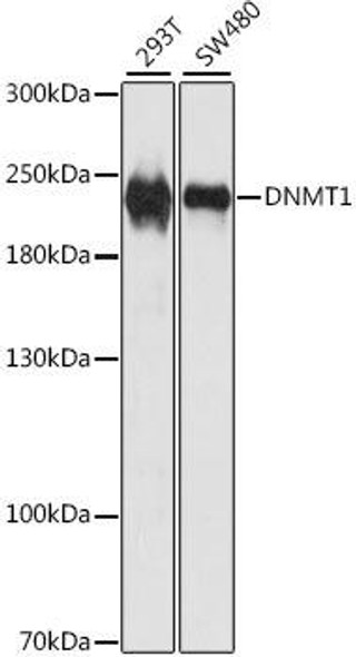 KO Validated Antibodies 1 Anti-DNMT1 Antibody CAB5495KO Validated