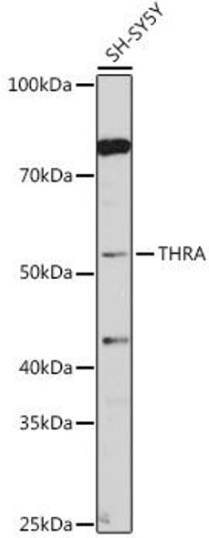 Epigenetics and Nuclear Signaling Antibodies 2 Anti-THRA Antibody CAB5592