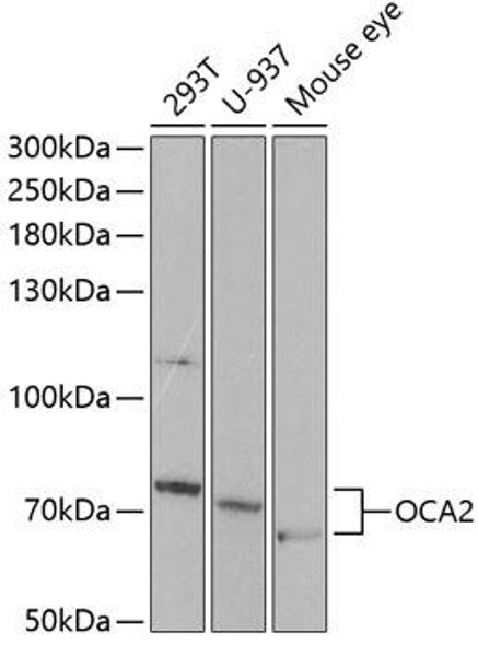 Signal Transduction Antibodies 3 Anti-OCA2 Antibody CAB5653