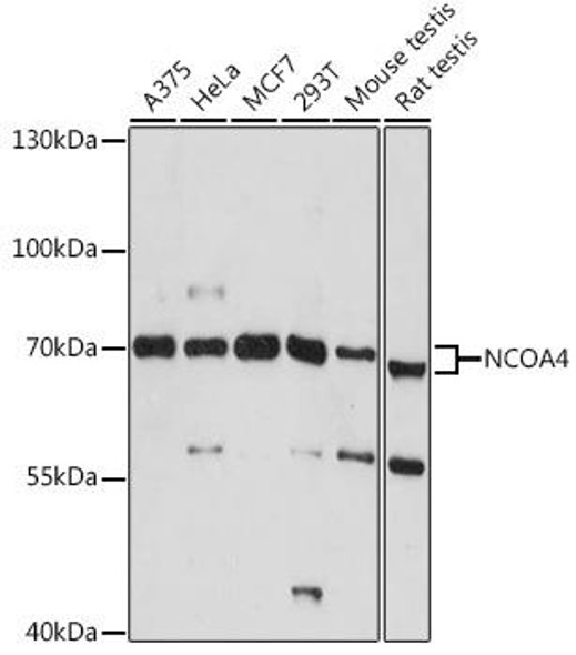 KO Validated Antibodies 1 Anti-NCOA4 Antibody CAB5695KO Validated