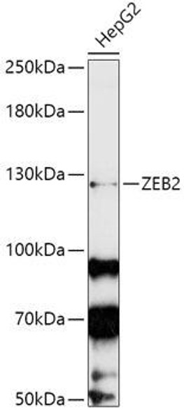 Epigenetics and Nuclear Signaling Antibodies 2 Anti-ZEB2 Antibody CAB5705