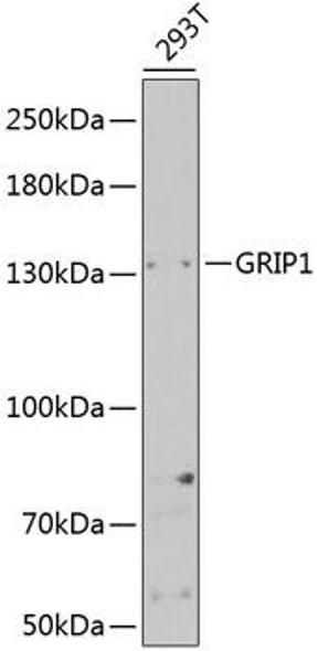 Cell Biology Antibodies 9 Anti-GRIP1 Antibody CAB5747