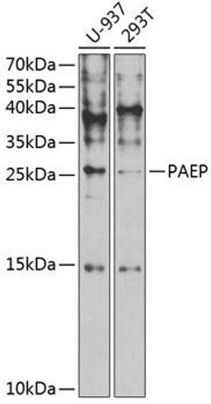 Cell Biology Antibodies 9 Anti-PAEP Antibody CAB5751