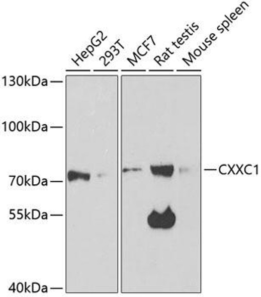 Epigenetics and Nuclear Signaling Antibodies 2 Anti-CXXC1 Antibody CAB5814