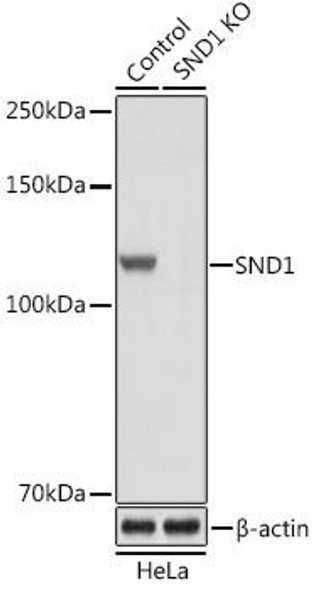 KO Validated Antibodies 1 Anti-SND1 Antibody CAB5874KO Validated