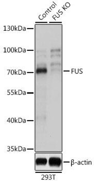 KO Validated Antibodies 1 Anti-FUS Antibody CAB5921KO Validated