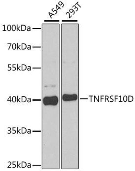 Cell Death Antibodies 2 Anti-TNFRSF10D Antibody CAB6136