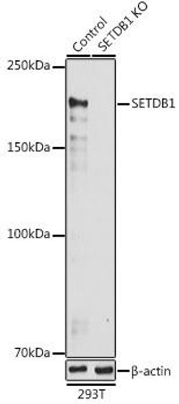 KO Validated Antibodies 1 Anti-SETDB1 Antibody CAB6145KO Validated