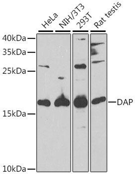 Cell Death Antibodies 2 Anti-DAP Antibody CAB6150
