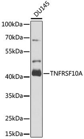 Cell Death Antibodies 2 Anti-TNFRSF10A Antibody CAB6267