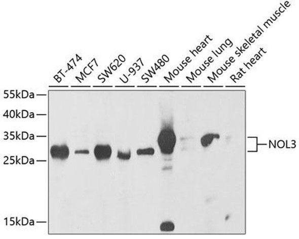 Cell Death Antibodies 2 Anti-NOL3 Antibody CAB6319