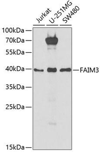 Immunology Antibodies 2 Anti-FAIM3 Antibody CAB6320