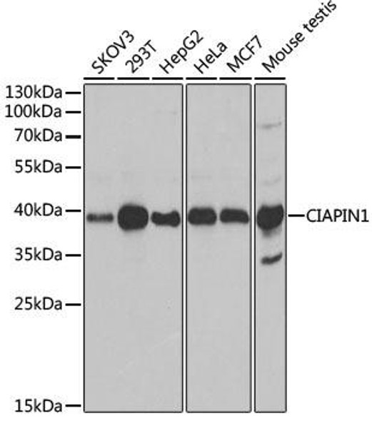 Cell Death Antibodies 2 Anti-CIAPIN1 Antibody CAB6336