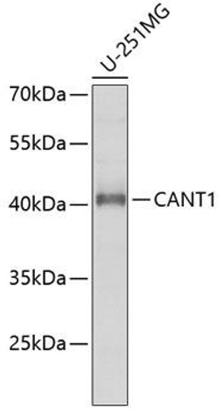 Cell Biology Antibodies 10 Anti-CANT1 Antibody CAB6341