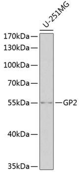 Western blot analysis of extracts of U-251MG cells, using GP2 antibody at 1:1000 dilution. Secondary antibody: HRP Goat Anti-Rabbit IgG (H+L) at 1:10000 dilution. Lysates/proteins: 25ug per lane. Blocking buffer: 3% nonfat dry milk in TBST. Detection: ECL Basic Kit. Exposure time: 90s.