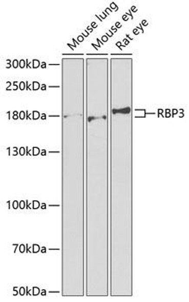 Signal Transduction Antibodies 3 Anti-RBP3 Antibody CAB6403