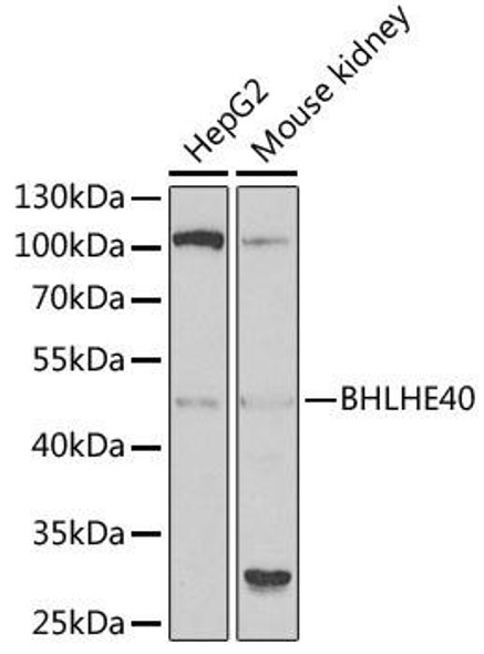Cell Biology Antibodies 10 Anti-BHLHE40 Antibody CAB6534