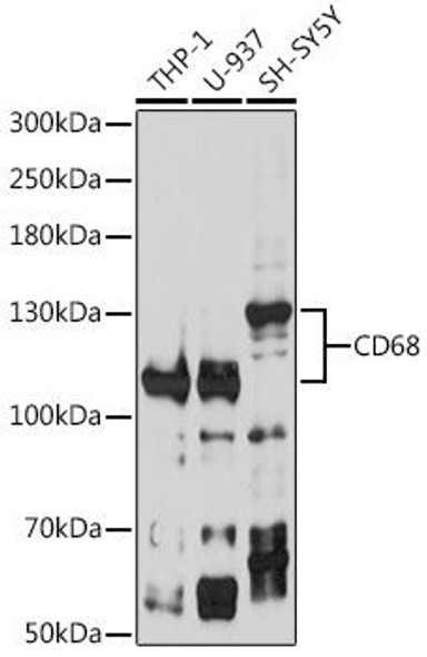 Cell Biology Antibodies 10 Anti-CD68 Antibody CAB6554