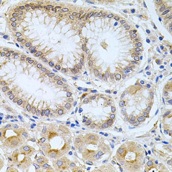 Cell Biology Antibodies 10 Anti-CPM Antibody CAB6565