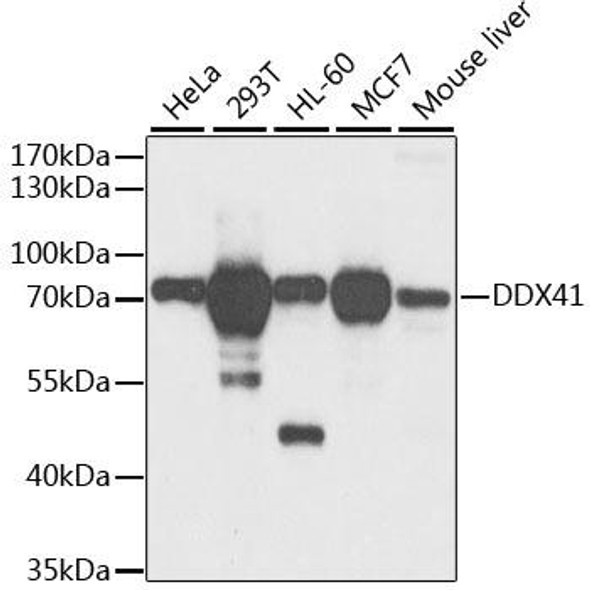 Epigenetics and Nuclear Signaling Antibodies 4 Anti-DDX41 Antibody CAB6576