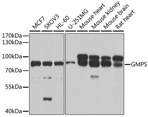 Metabolism Antibodies 2 Anti-GMPS Antibody CAB6606