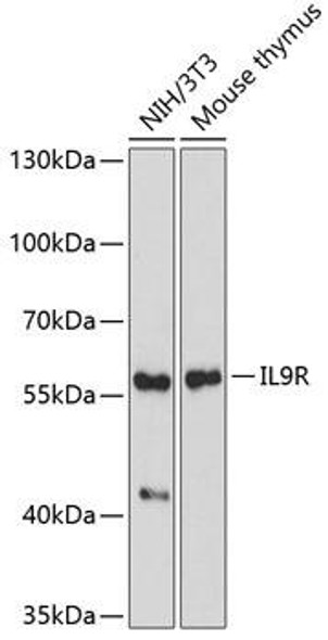 Cell Biology Antibodies 10 Anti-IL-9R Antibody CAB6630