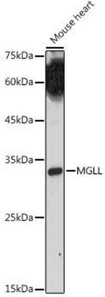 Metabolism Antibodies 2 Anti-MGLL Antibody CAB6654