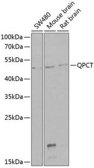 Cell Biology Antibodies 10 Anti-QPCT Antibody CAB6711