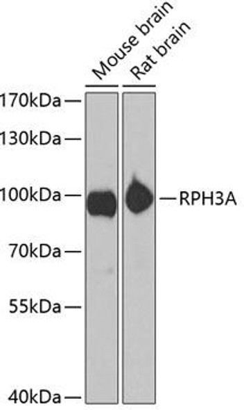 Cell Biology Antibodies 10 Anti-RPH3A Antibody CAB6722