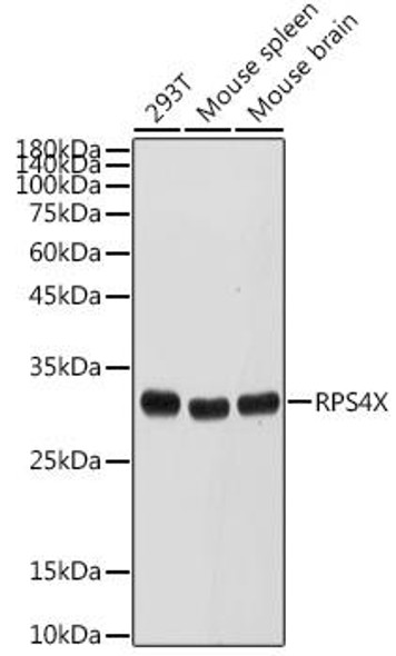Cell Biology Antibodies 10 Anti-RPS4X Antibody CAB6730