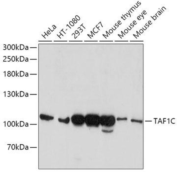 Epigenetics and Nuclear Signaling Antibodies 4 Anti-TAF1C Antibody CAB6759